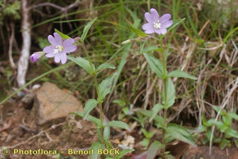Epilobium duriaei showing delicate purple flowers on slender upright stems in a mountain meadow setting