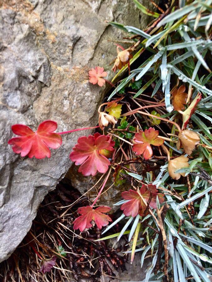 Glänzender Storchschnabel im Wald mit glänzenden Blättern und blassrosa Blüten