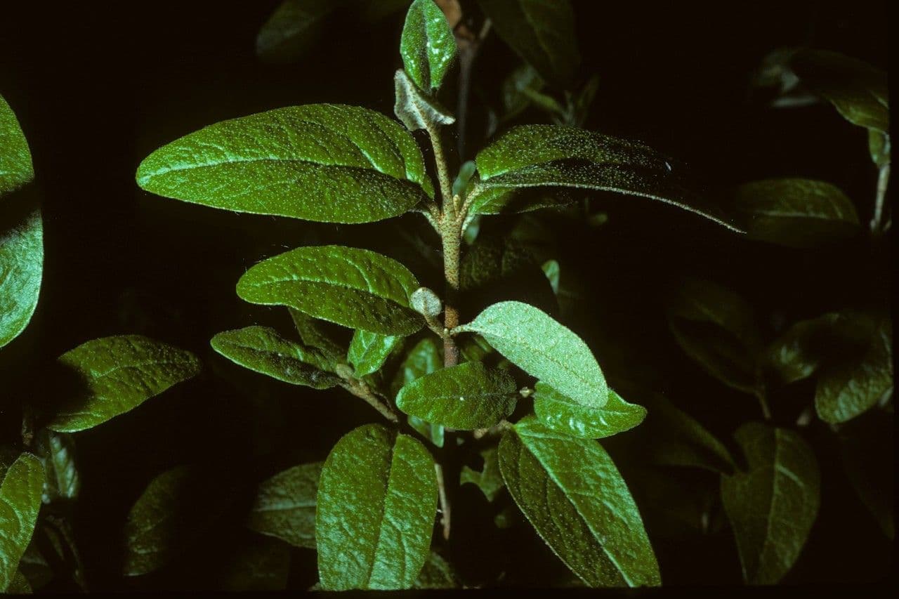 Shepherdia canadensis avec des baies jaunes et des feuilles gris argente