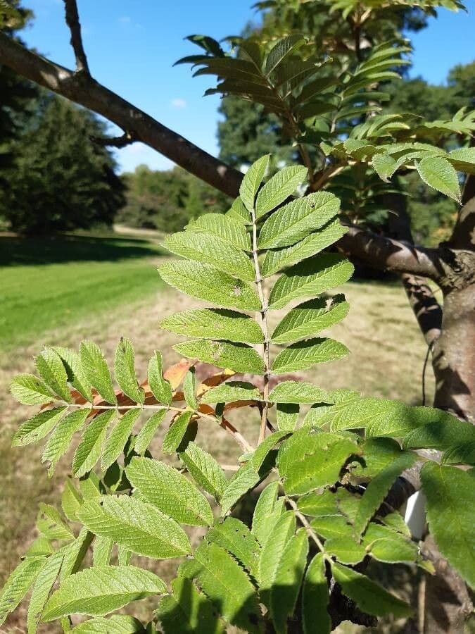 Rote Beeren der Sargents Eberesche im Herbst