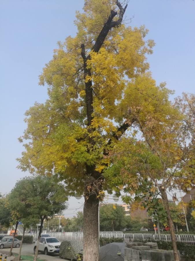Schmalblättrige Esche im Wachstum mit schmalen Blättern und braunen Blüten im Frühjahr