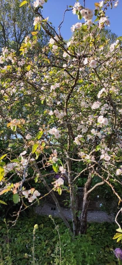 Sweet crab apple in bloom
