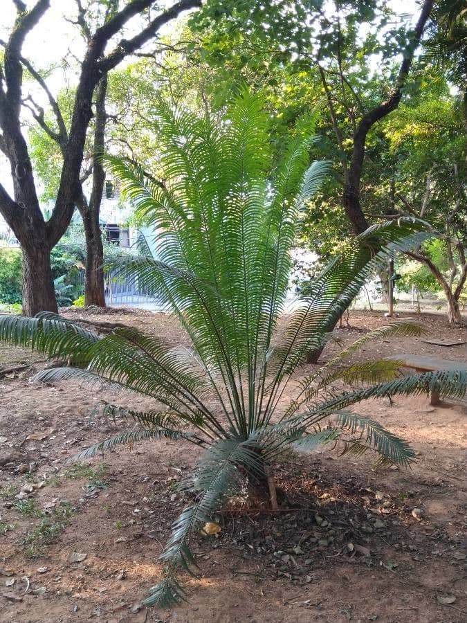 Cycas rumphii plant with beautiful green feathered leaves