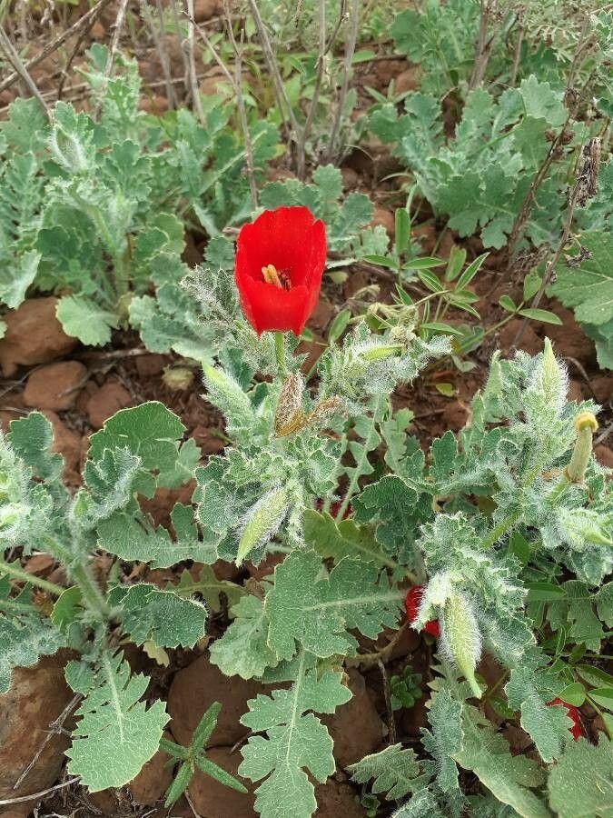 Glaucienne écarlate en pleine floraison sur un sol léger et bien drainé, exposé au soleil