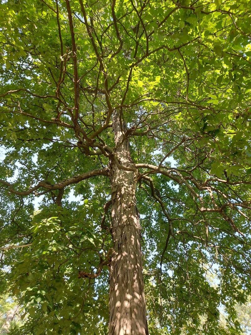 Carya glabra mit charakteristischen gefiederten Blättern und Fruchtständen