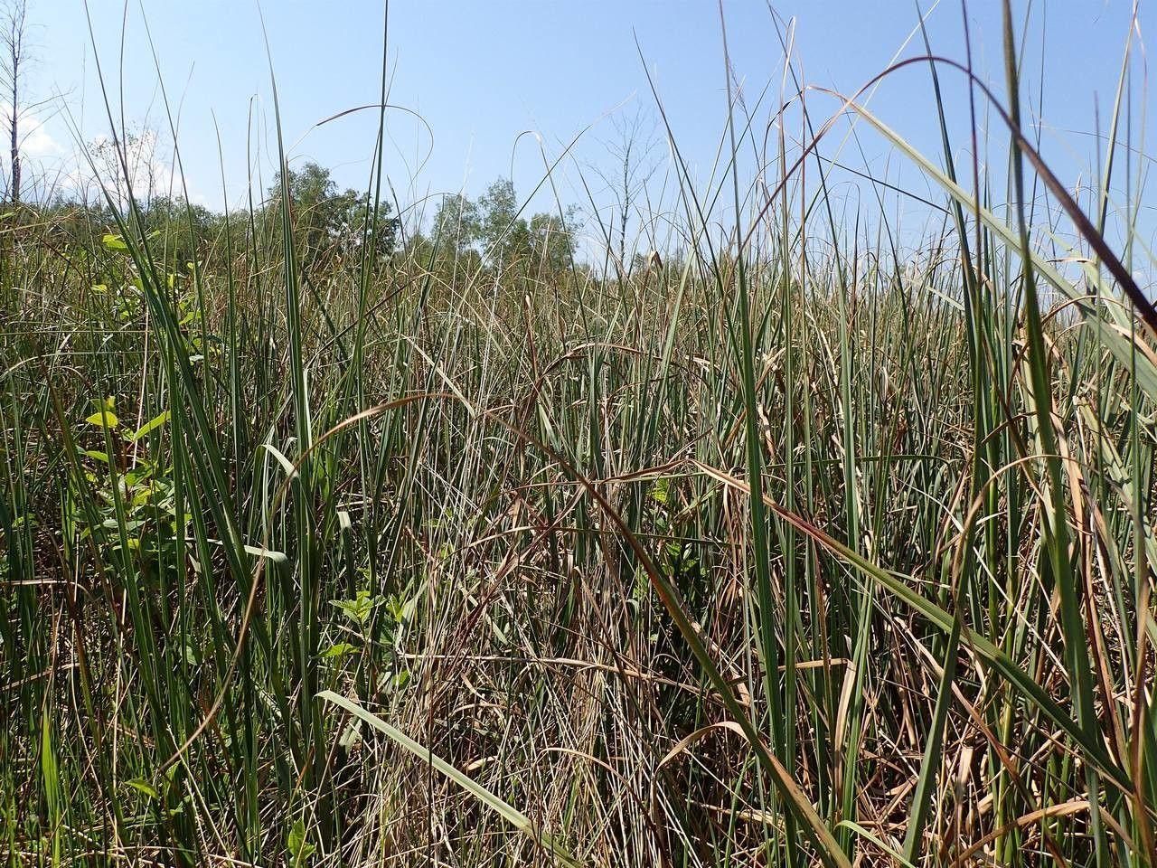 Binsen-Schneide (Cladium mariscus) am Ufer eines Teichs, mit langen, silbrig-grünen Blättern und aufrechten Blütenständen