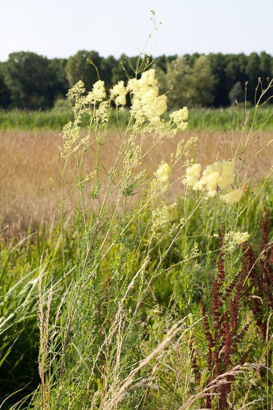 Plante thalictrum-lucidum