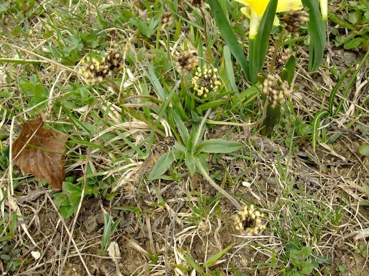 Plantago atrata met groene bladrozet