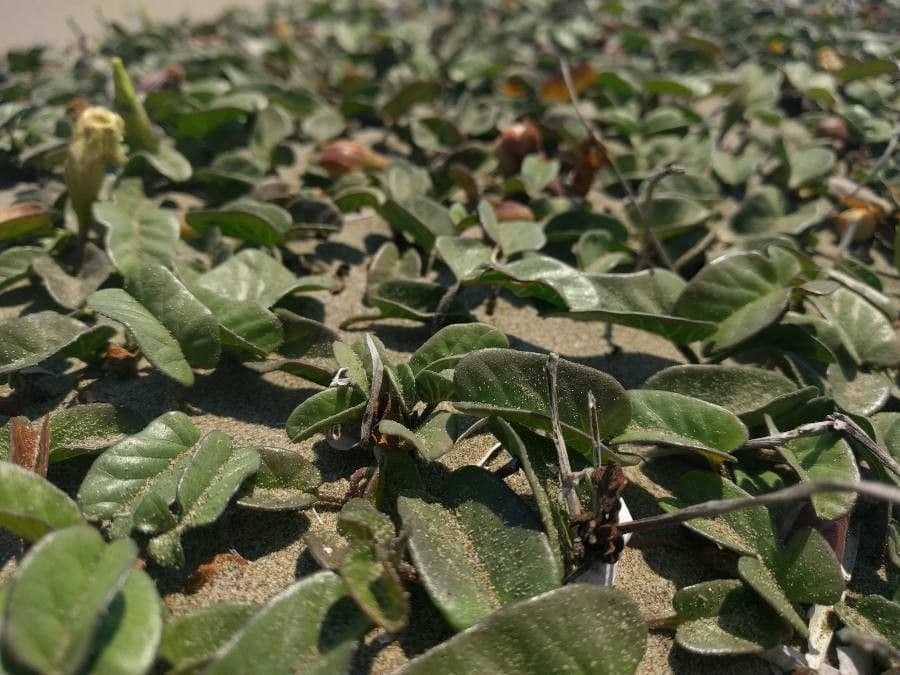 Glattes Habichtskraut mit gelben Bluten