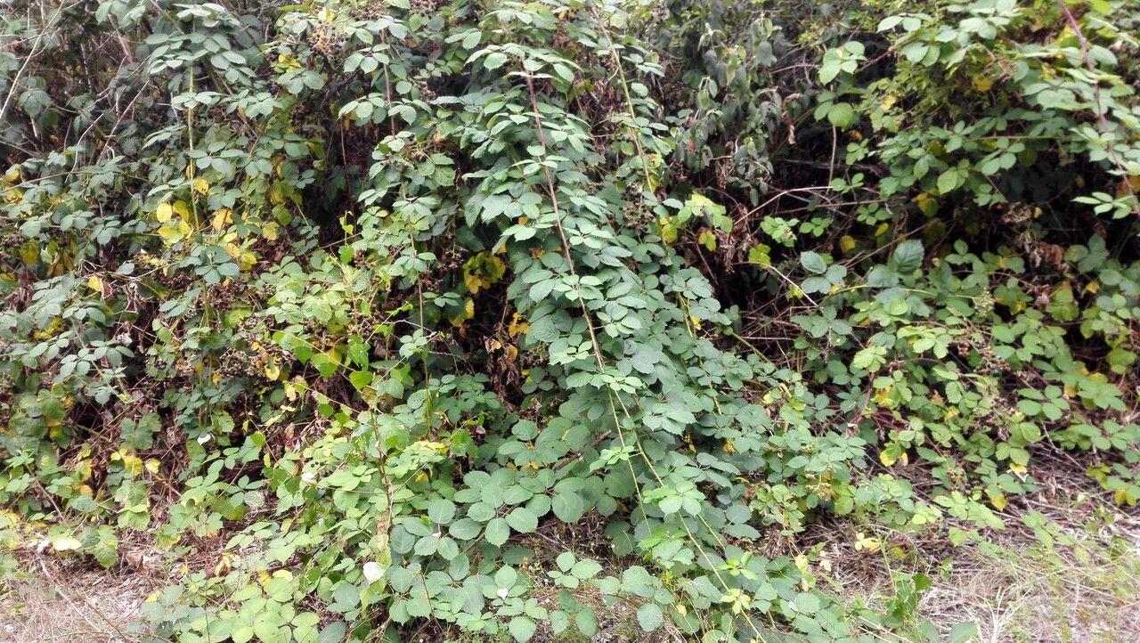 Himalaya-Brombeere mit großen, glänzenden schwarzen Früchten zwischen dornigen Ranken in einer sonnigen, wilden Gartenecke