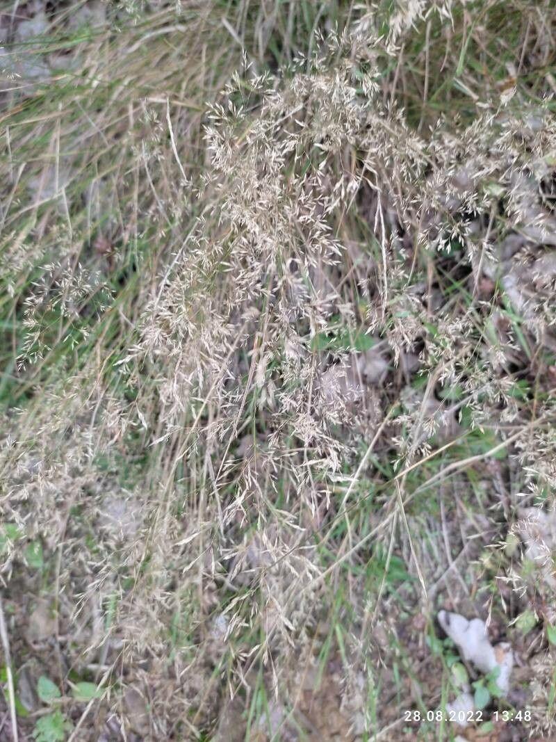 Rotstraußgras blüht im Sommer auf einer sonnigen Wiese