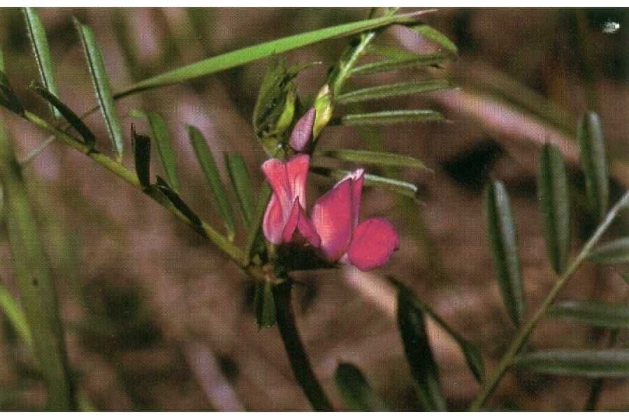 Vicia americana avec ses fleurs rose-violacees grimpant dans la vegetation