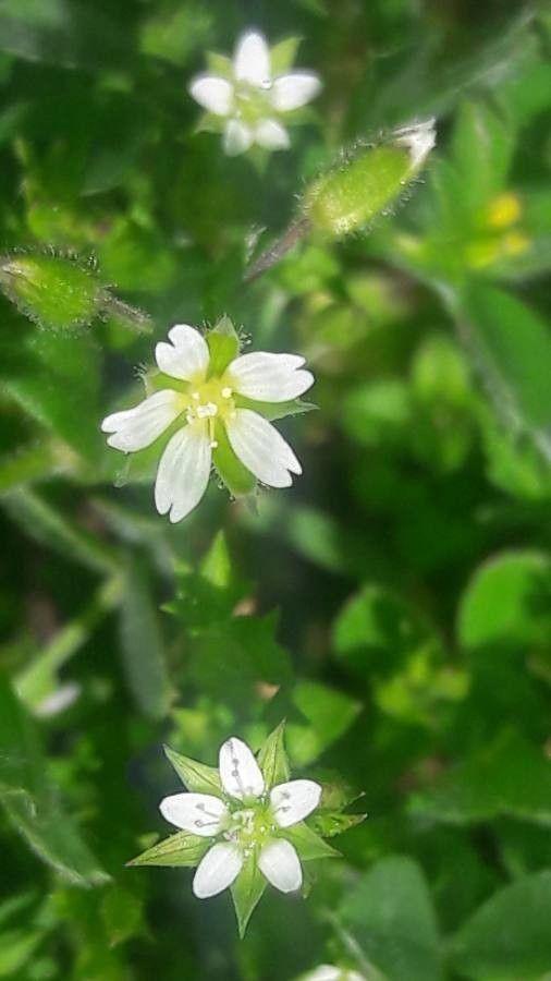 Thyme-leaf sandwort (Arenaria serpyllifolia) flowering between stones in a dry wall