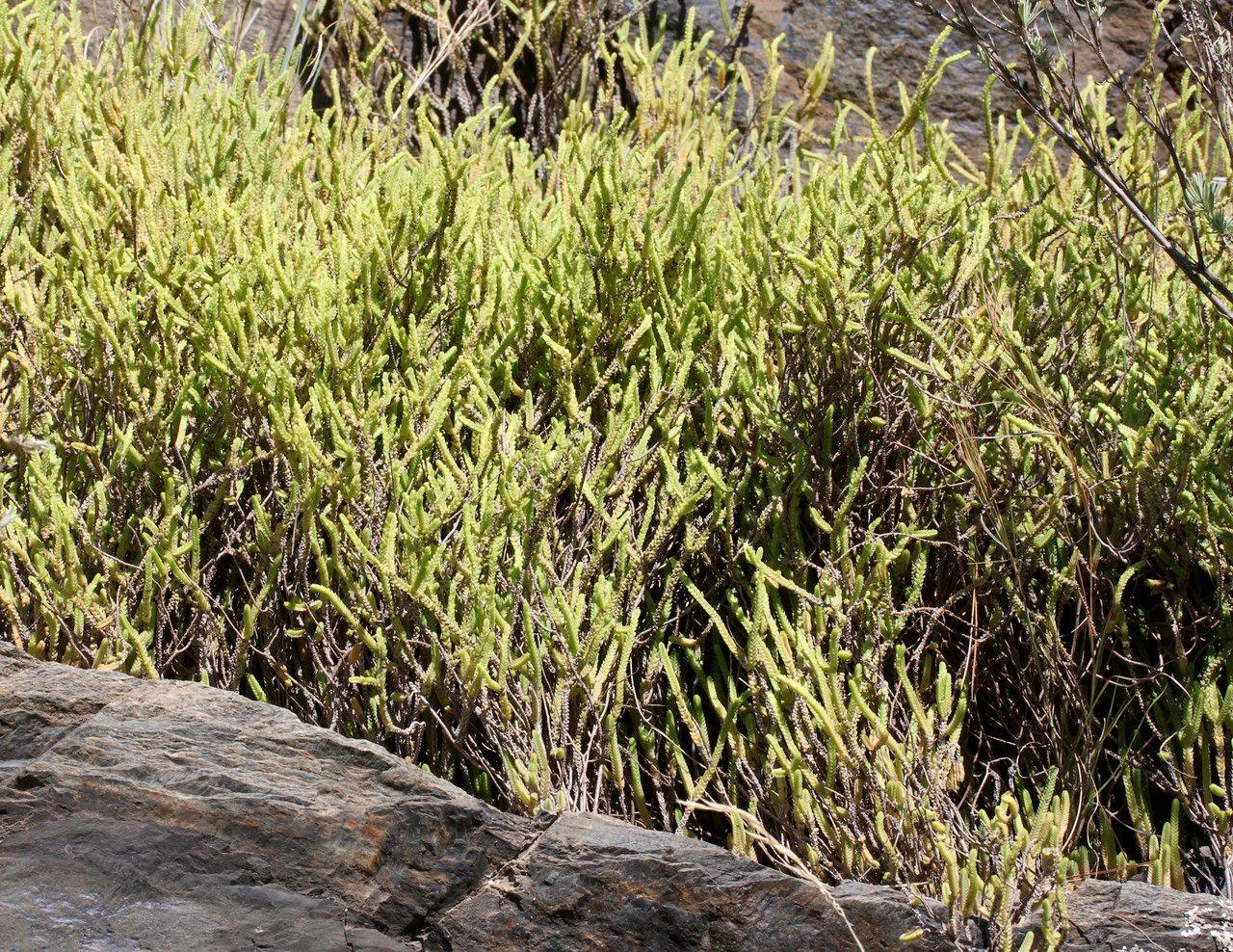 Crassula muscosa in een zonnige vensterbank, met dichte, groene, naaldachtige bladeren in een borstelachtige opstelling