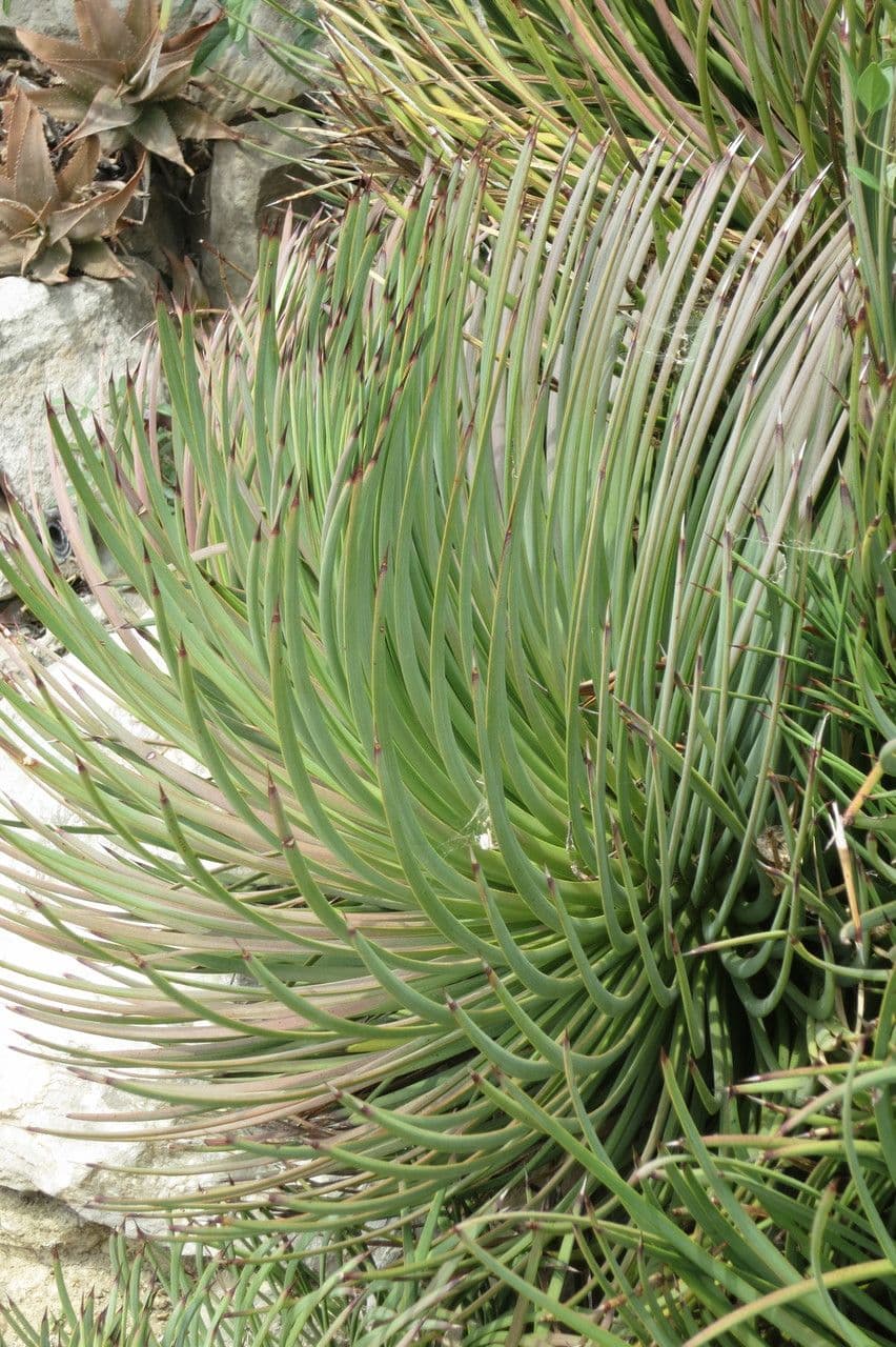 Hedgehog agave with sharp, upright leaves forming a star-like rosette