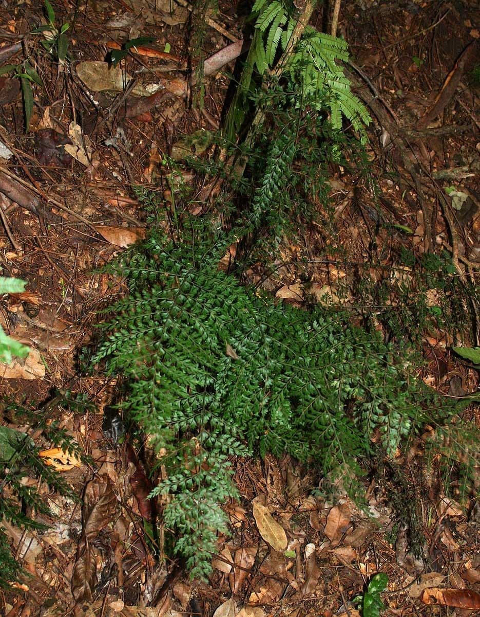 Zarte Farnwedel von Asplenium exiguum in kompaktem Wuchs
