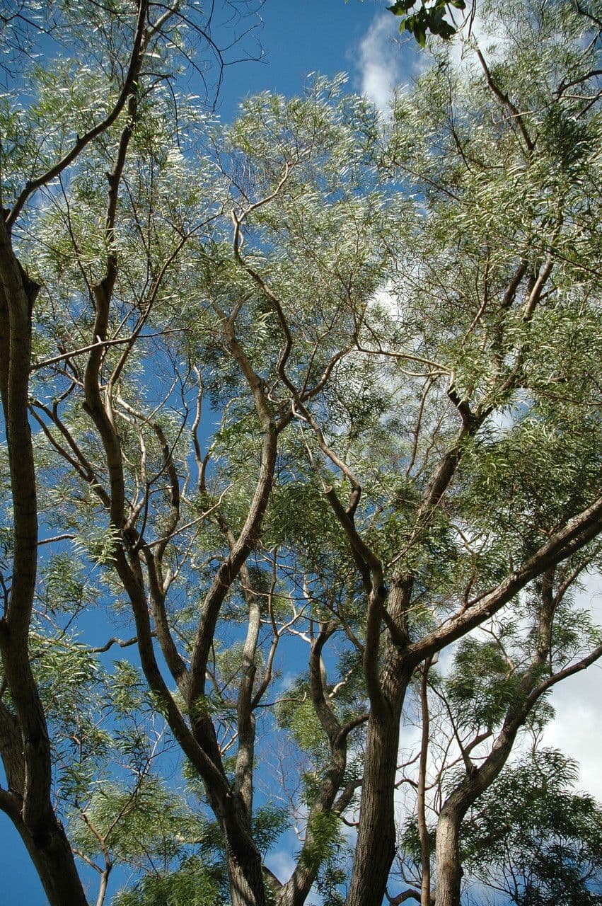 Koaia-Baum in trockener hawaiianischer Landschaft mit feinen gruenen Phylodien