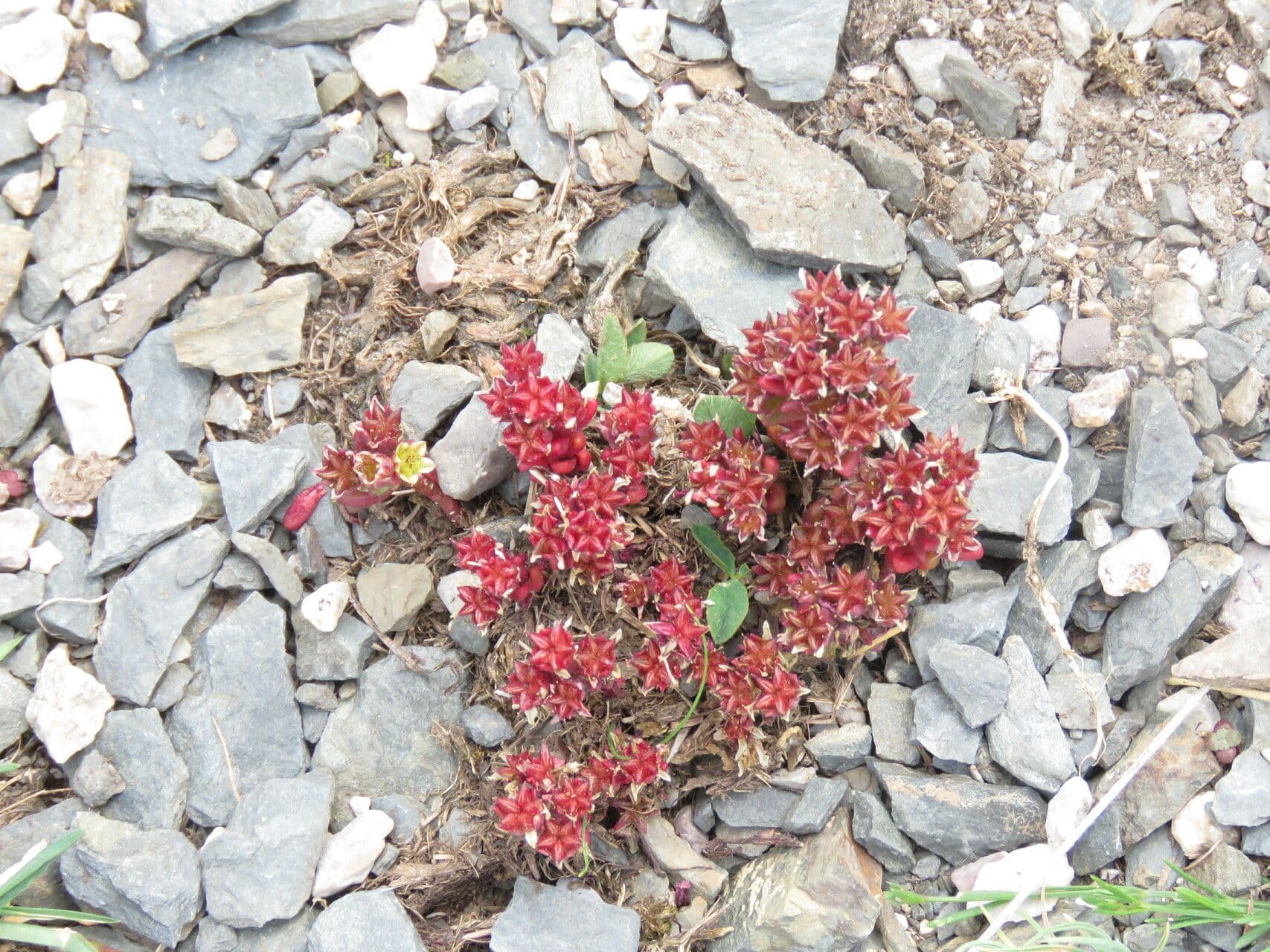 Dark rosettes of Sedum atratum in rocky wall