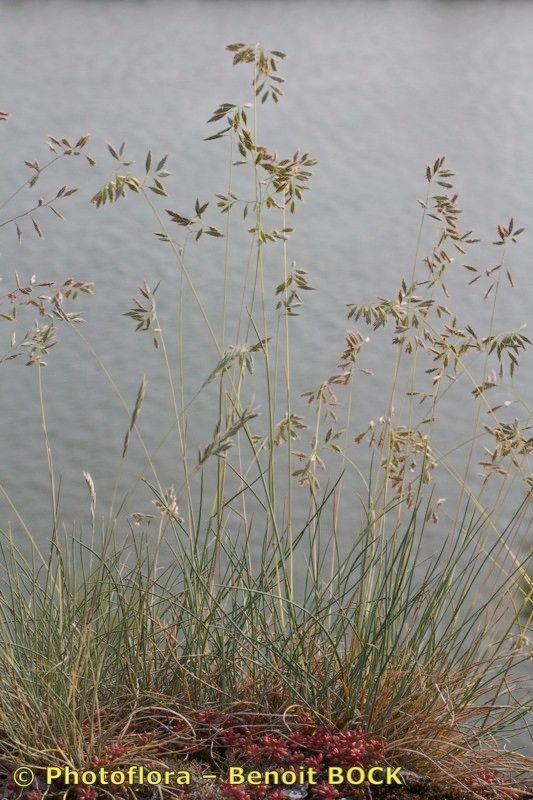 Fétuque des rochers dans un jardin rocheux avec feuillage bleu-vert et hampes florales fines