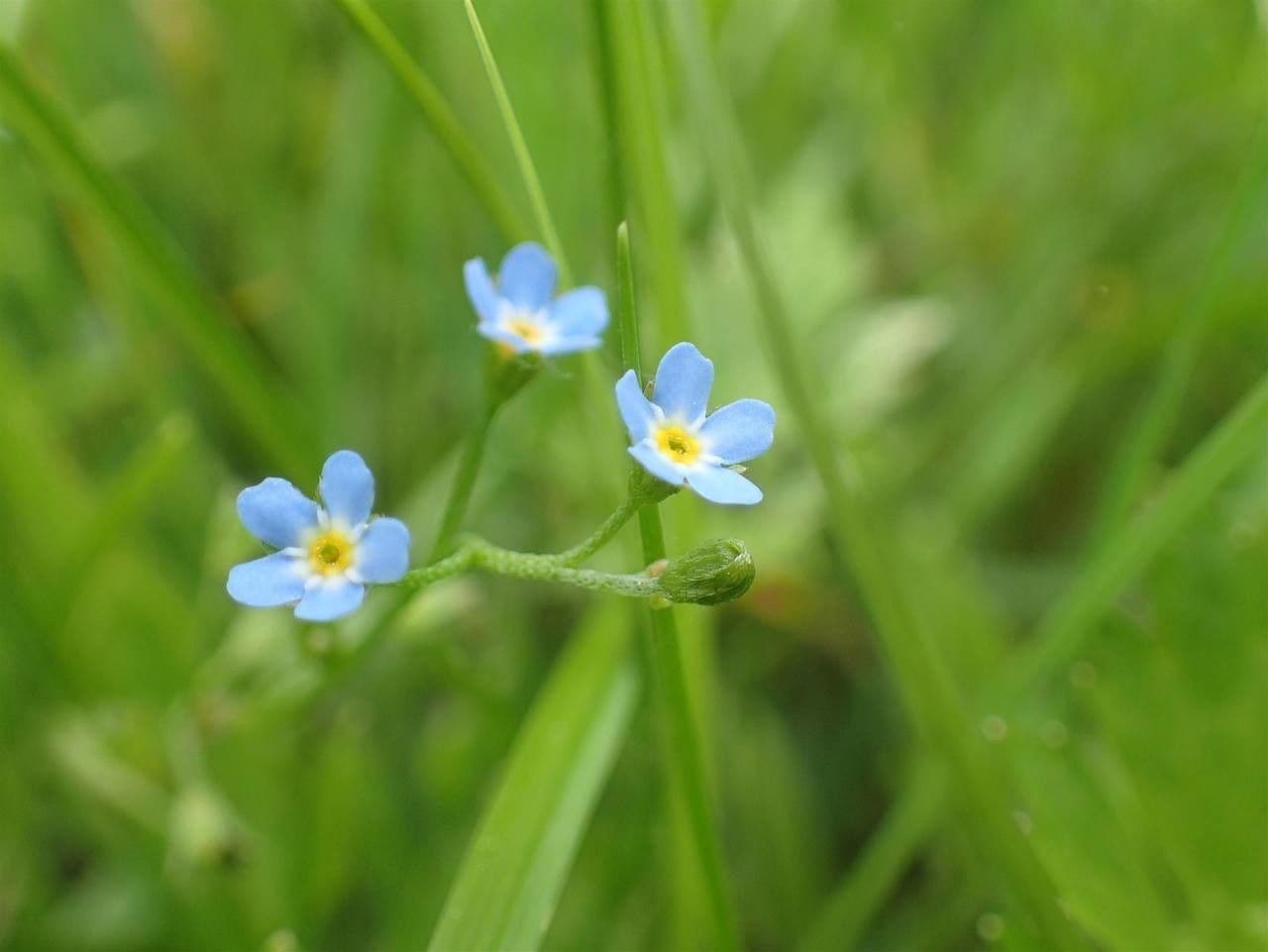 Myosotis laxa losse bloeiwijzen blauw