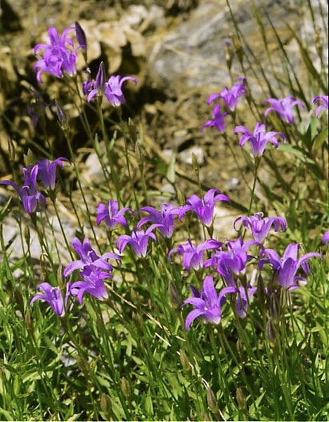 Fleurs bleues de Campanula wilkinsiana dans un jardin alpin