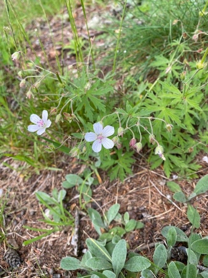 Plante Geranium rivulare avec des fleurs blanches et un feuillage finement disseque