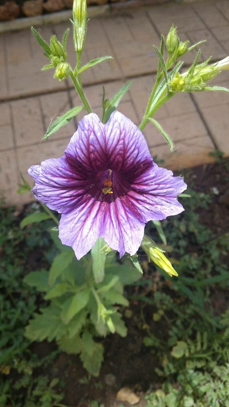 Salpiglossis avec fleurs veloutees violettes et nervures jaunes