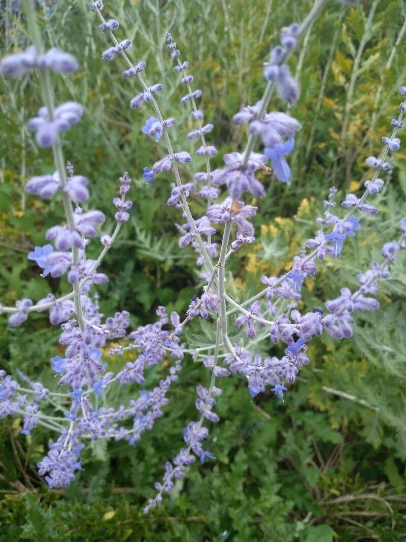 Perovskia atriplicifolia met paarsblauwe bloemen en grijsgroen blad