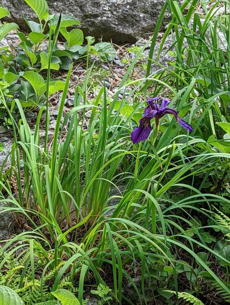 Iris chrysographes met donkerpaarse bloemen