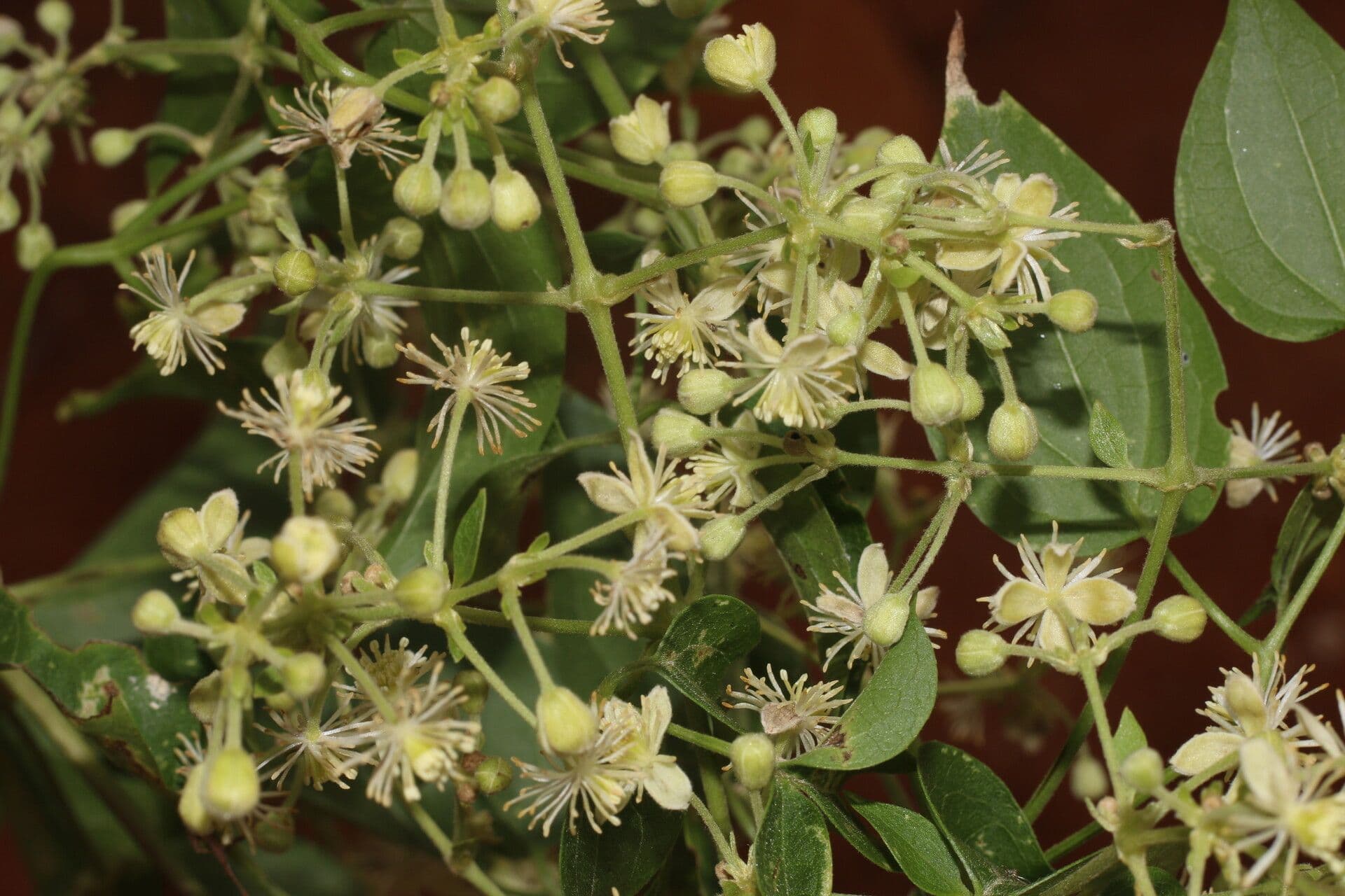 Clematis acapulcensis mit feinen Ranken und Blüten
