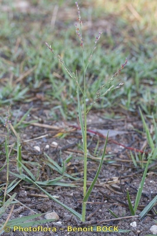 Herbe panicum rampante douce en plein soleil