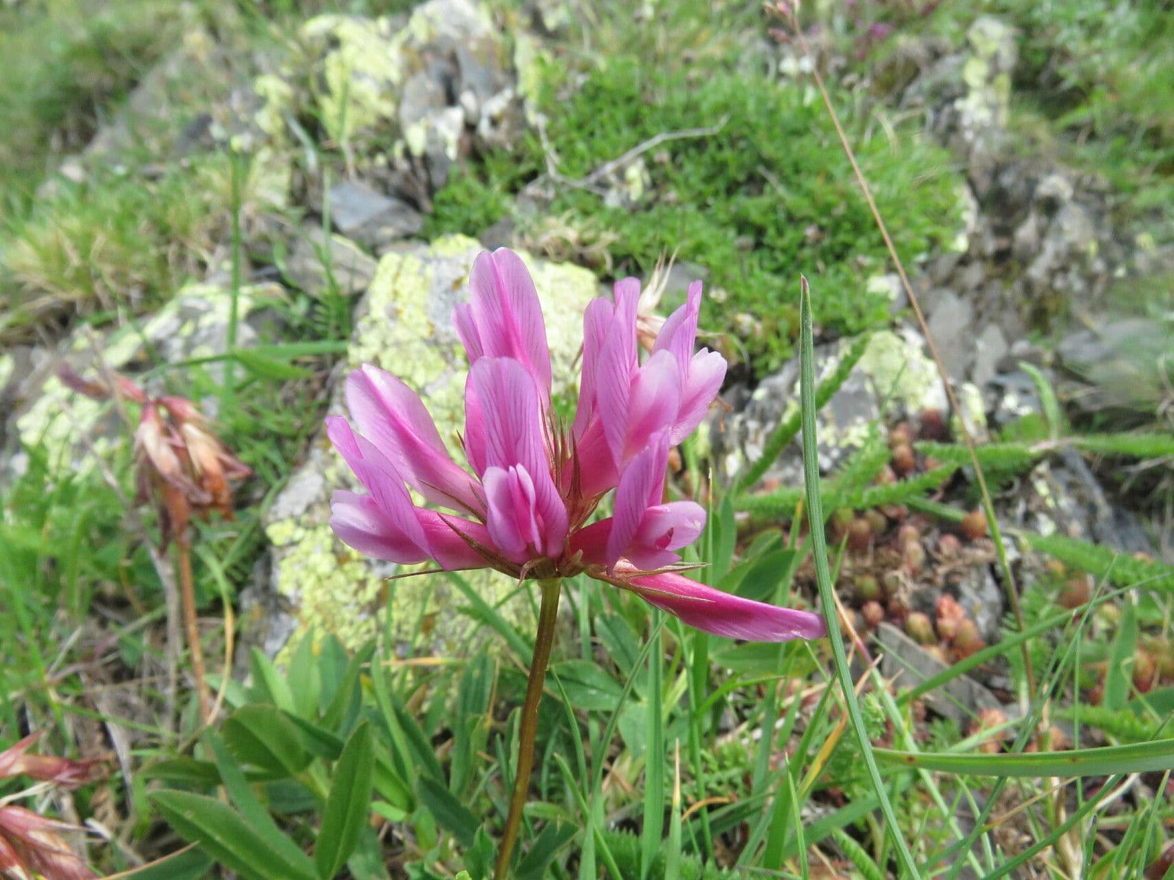 Roze paarse bloemen van Alpenklaver in hooggebergte
