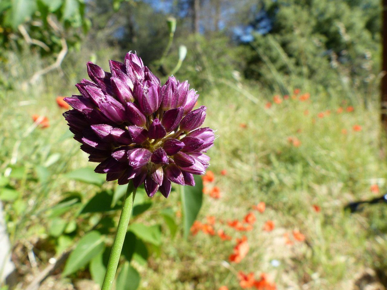 Kugellauch mit dunkelvioletten kugelförmigen Blüten über schmalen grünen Stielen in einem sonnigen Gartenbeet