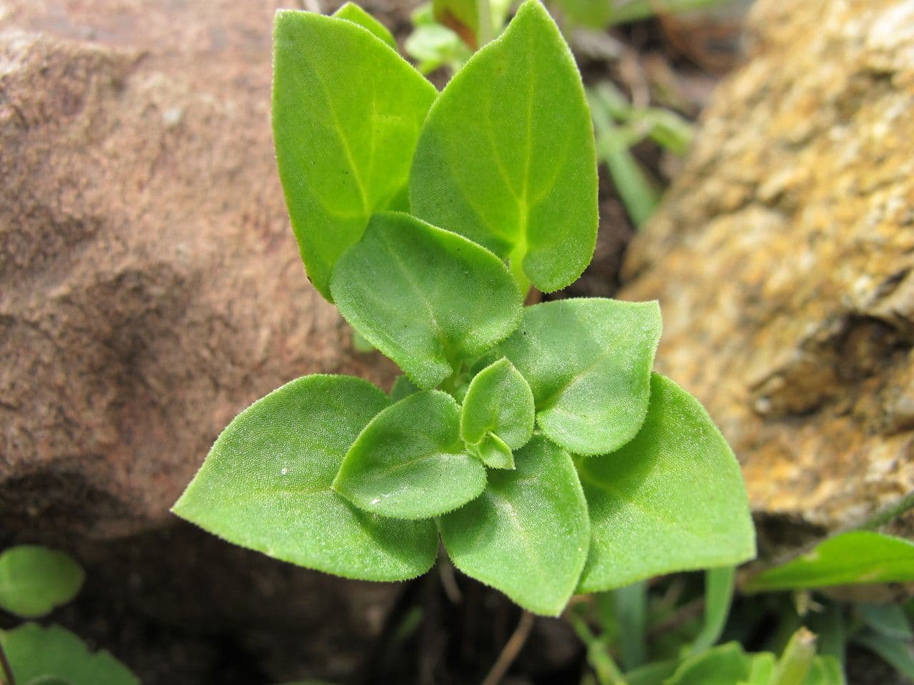 Theligonum cynocrambe mit kleinen gruenen Blueten und fleischigen Blaettern