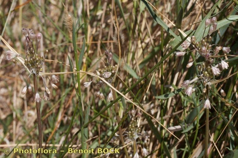 Salt garlic with delicate purple-pink star flowers