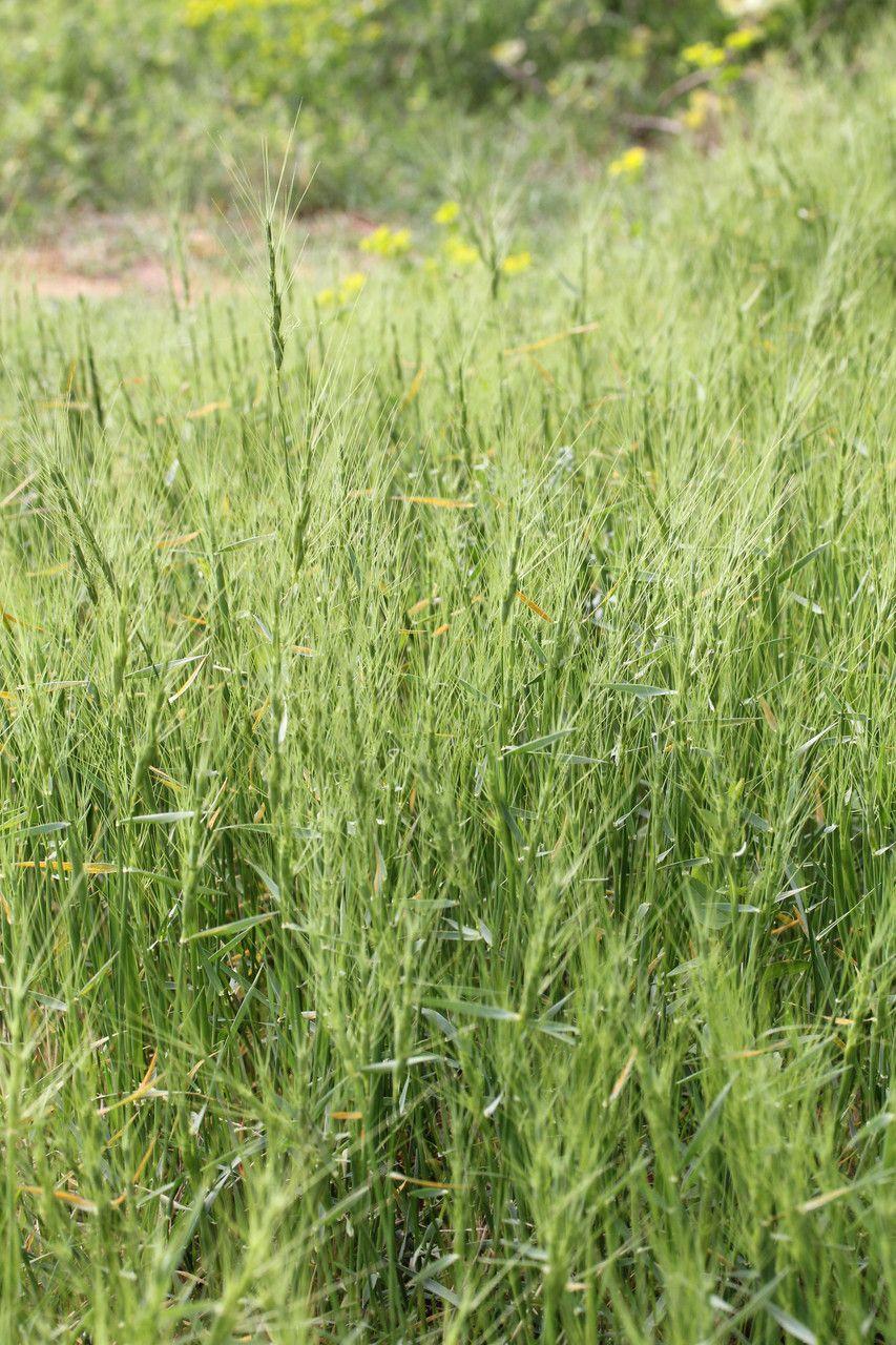 Jointed goat grass in full bloom on a rocky, sun-drenched slope