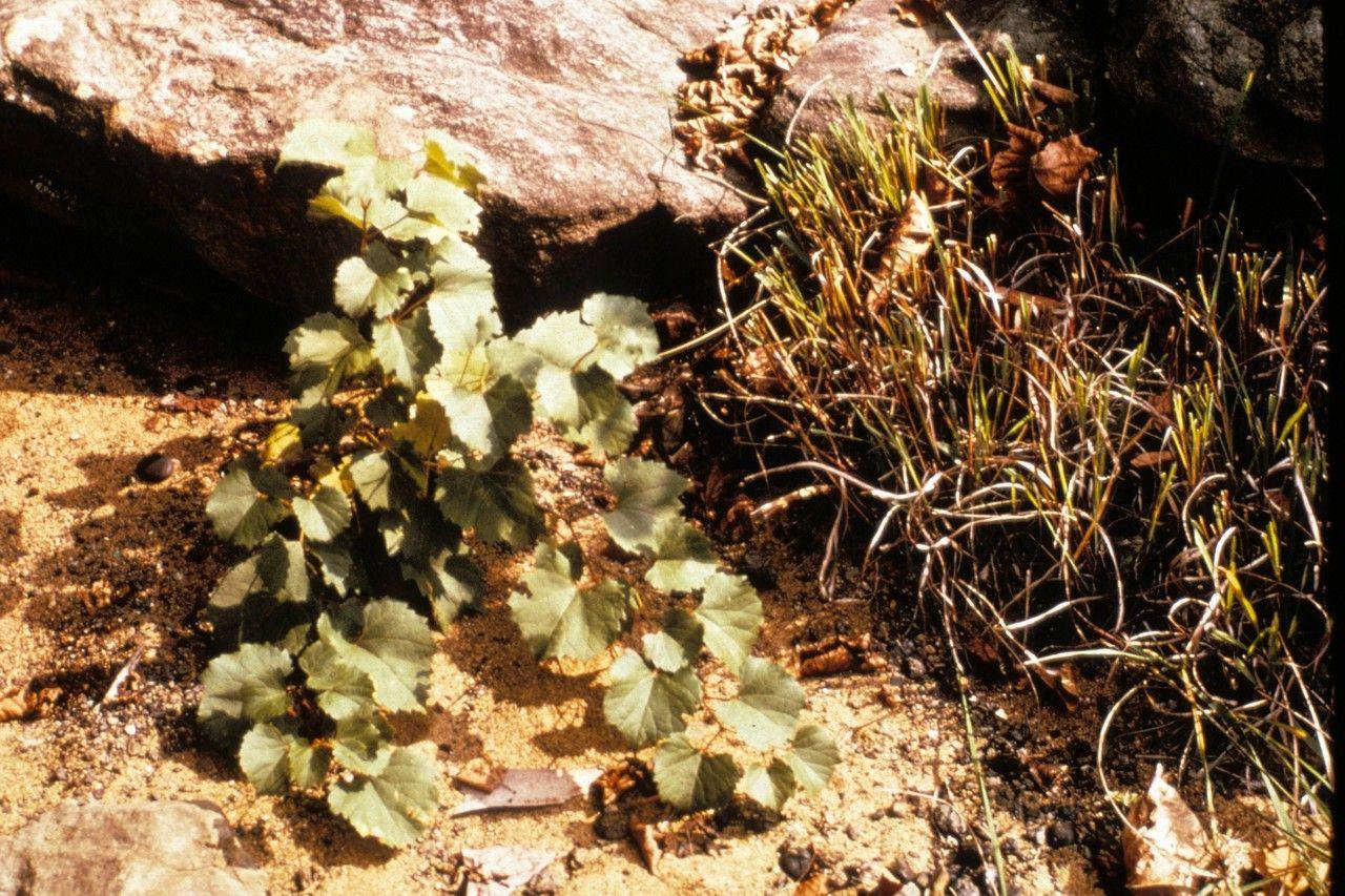 Vitis rupestris klettert an einer Natursteinmauer empor, mit kleinen grünen Blüten und tiefrotem Herbstlaub