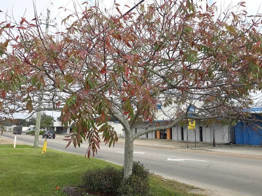 Rhus copallinum - winged sumac with colourful autumn foliage
