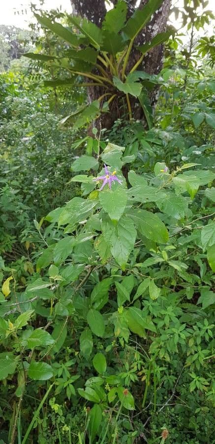 Solanum lanceifolium mit zarten weissen Bluten und lanzettenformigen Blattern