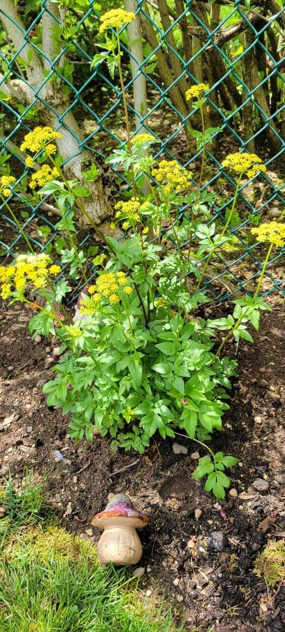 Zizia aurea zizia dore en pleine floraison avec des ombelles de fleurs jaune vif