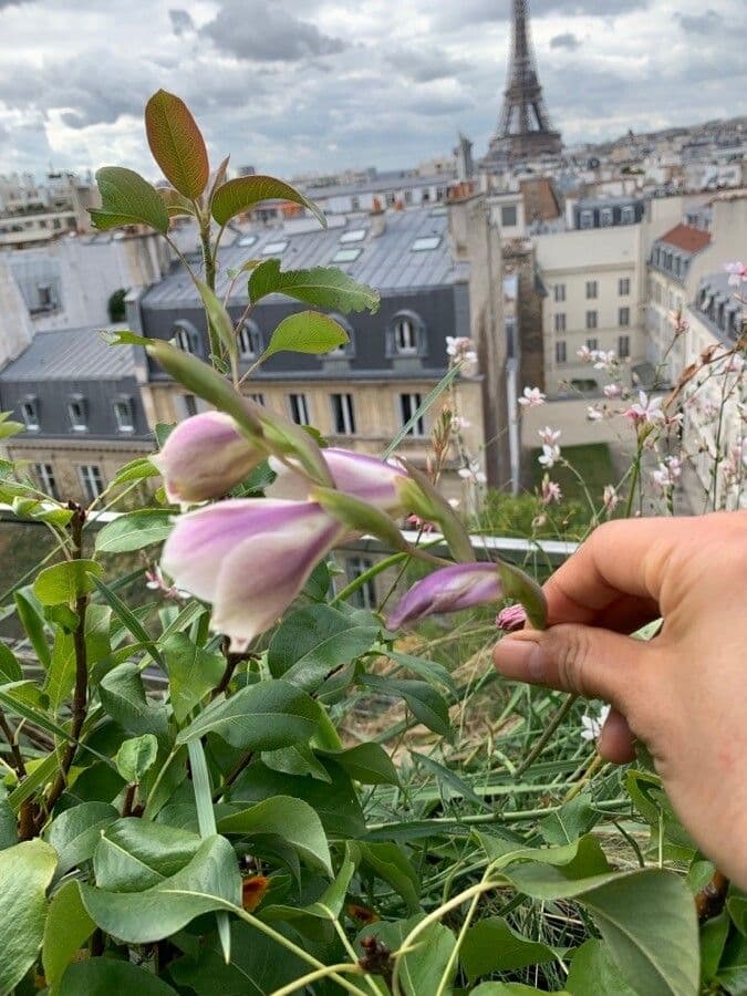 Fleurs Gladiolus papilio avec taches jaunes et violet