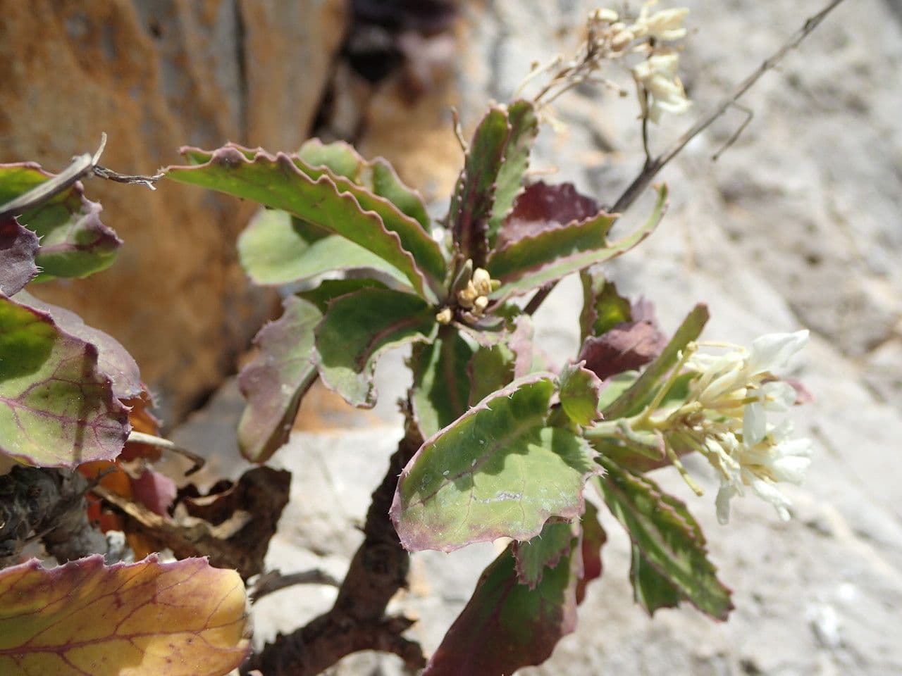 Arbuste gris-vert de Brassica insularis avec grappes de fleurs blanches