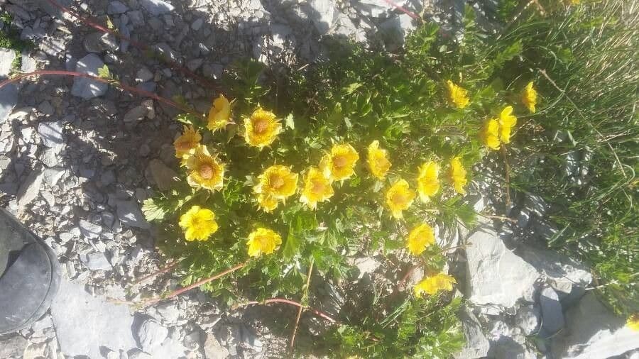 Benoite rampante avec fleurs jaunes et tetes de graines decoratives