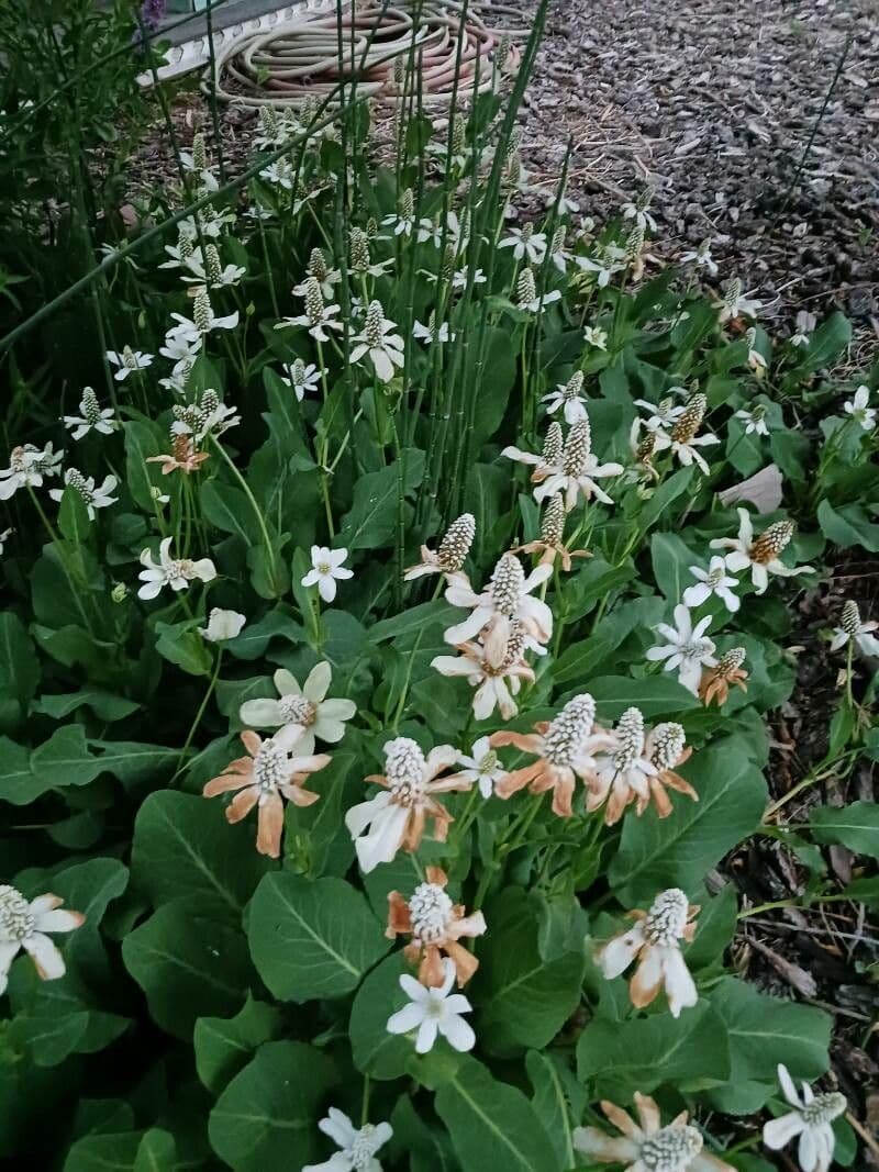 Anemopsis californica flowering in a wet garden setting