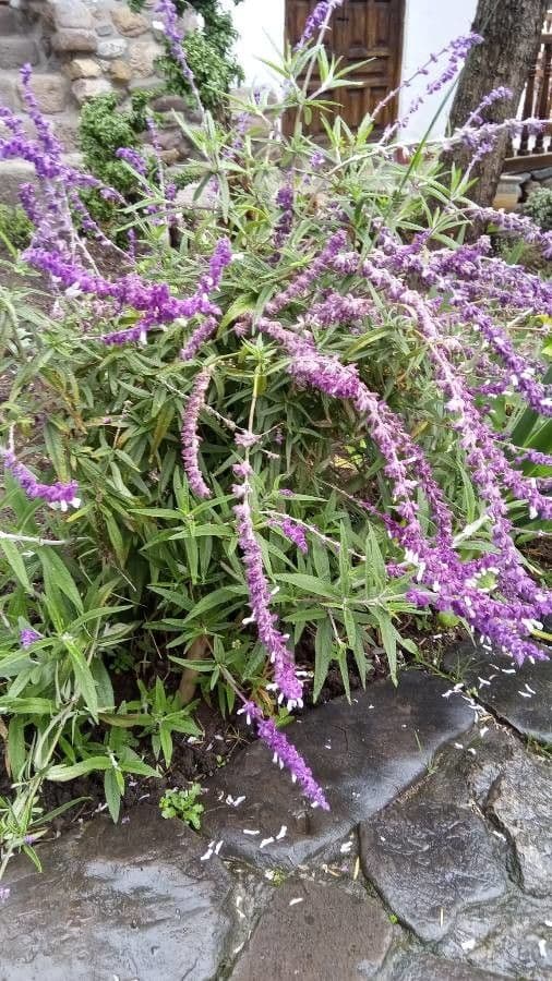 Strauchiger Salbei mit violetten Blueten