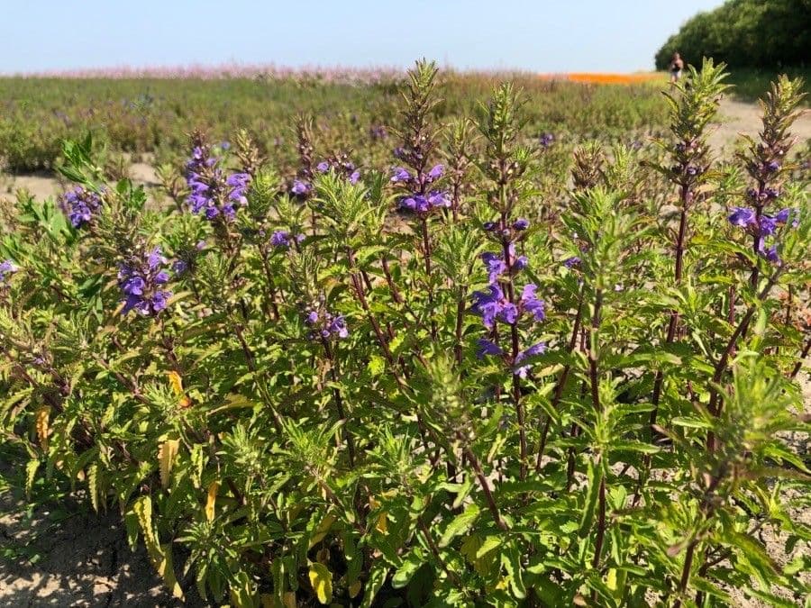 Moldavian dragonhead with blue flowers and aromatic leafy stems