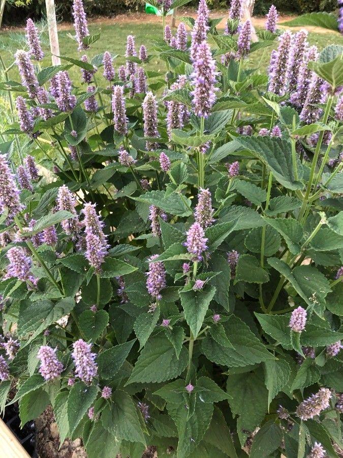 Agastache foeniculum in voller Blüte, umgeben von Bienen in einem sonnigen Steingarten