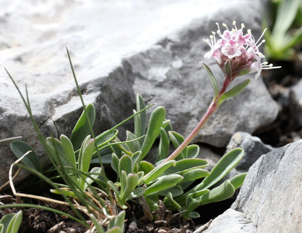 Zarte rosa und violette Bluten des Valeriana saliunca in alpinem Umfeld