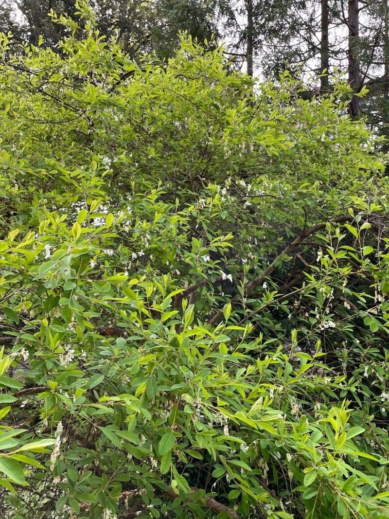 Exochorda racemosa avec fleurs blanches au printemps