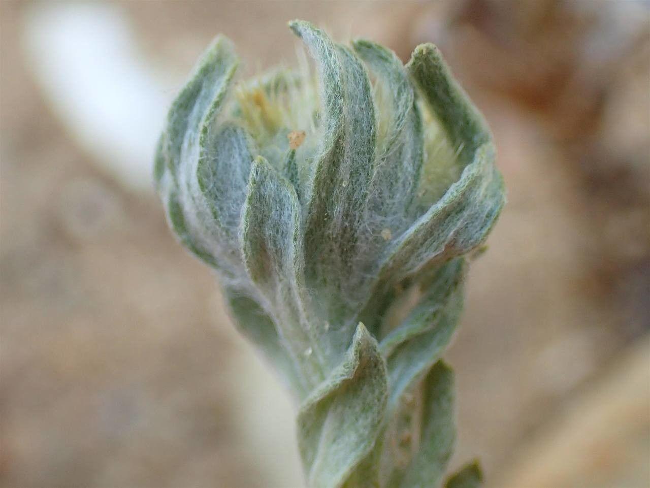 Spatelblättriges Filzkraut in voller Blüte auf trockenem, sandigem Boden mit wolligen Stängeln und silbriggrauen Blättern